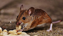 24 Hour & Emergency Exterminators in Yeadon, PA